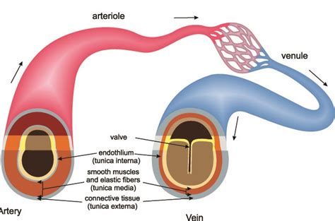 Vasoconstriction: What Is It, Causes, Signs, Symptoms, And, 56% OFF