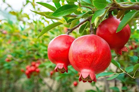 Premium AI Image | Ripe pomegranate fruits grow on trees in the garden and produce delicious juice