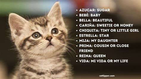 260+ Purr-fecto Spanish Cat Names & Mexican Cat Names