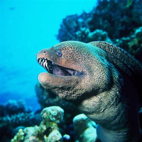 Top 10 Engste Dieren in de Zee - Alletop10lijstjes