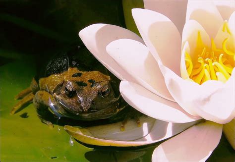 Free Images - frog water lily frogs