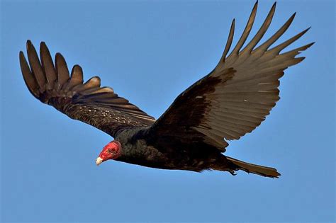 vulture flying - Google Search | Spirit animal totem, Vulture, Animal totems