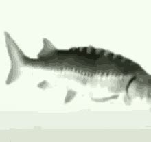 Fish Spinning GIF - Fish Spinning - Discover & Share GIFs