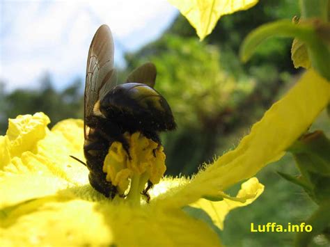 Luffa.info - Luffa/Loofah/Luffah/Loofa/Loufa/Luff Sponge Gourd Growing ...