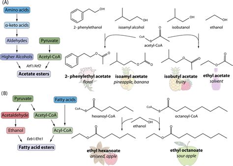 Ester synthesis in yeast. Left: general scheme of both types of ester... | Download Scientific ...