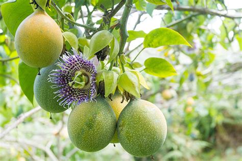 How to plant and care for passion fruit at home: the most showy flower in the garden - TIme News