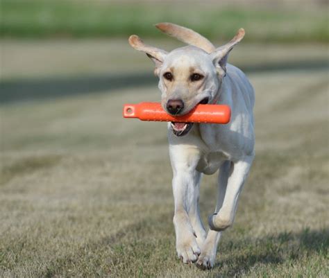 4 simple training drills to refresh your dog’s hunting skills • Outdoor ...