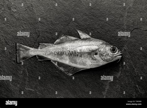 Pouting fish uk hi-res stock photography and images - Alamy