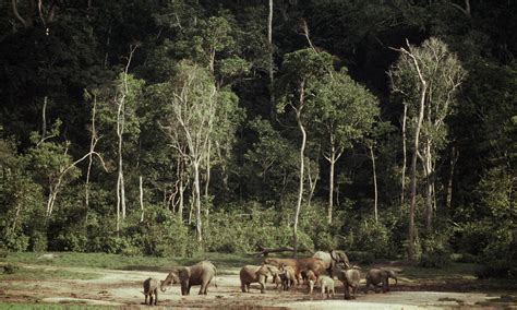 Congo Basin_Deforestation | Photos | WWF