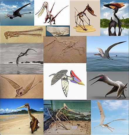 Pterosaurs > Prehistoric Reptiles > wildlife | @jsmith | MrOwl