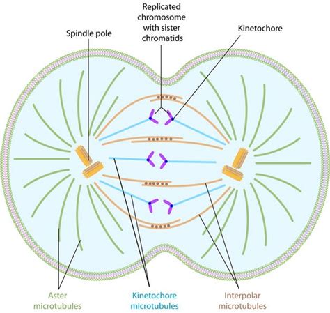 Role Of Microtubules In Cell Division - Cell Division