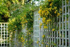 carolina jasmine - good for part shade, fragrant vine! sort of ...