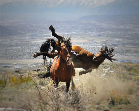 Wild Horse Photography, Wild Stallions, Wild Horse Fight, Ninja Mustangs, Wild Horse Print - Etsy