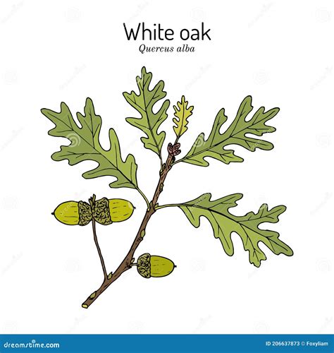 White Oak Quercus Alba , Illinois, Connecticut and Maryland State Tree ...