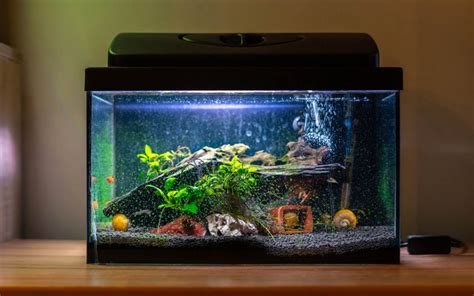 How to Choose an Aquarium: Size, Capacity & More | Zameen Blog