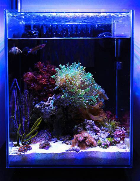 Justind823 - 2014 Featured Nano Reefs - Featured Aquariums - Monthly ...