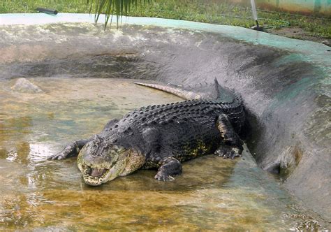 Pneumonia, stress contributed to Lolong's death, initial study shows ...