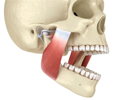 TMJ: The temporomandibular joints and muscles. Medically accurate 3D ...