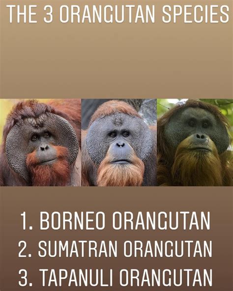 The 3 species of orangutan • #orangutan #borneoorangutan # ...