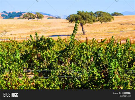 Grapevines Vineyard Image & Photo (Free Trial) | Bigstock