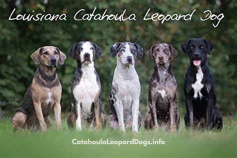 Catahoula Colors - beautiful pictures - Catahoula Leopard Dog