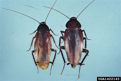 Blattodea - Bugwoodwiki