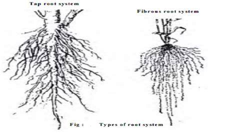 What are the Main Functions of the Roots in a Plant - Master Hi-technology