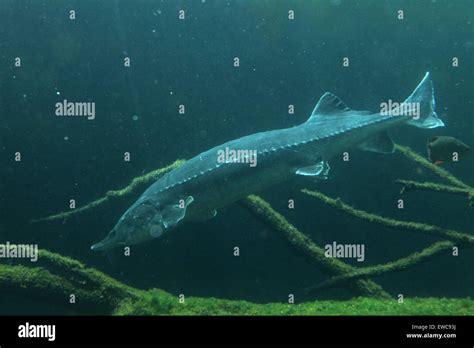 European sturgeon (Huso huso), also known as the beluga at Schönbrunn ...