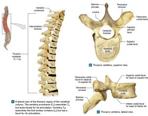 Thoracic vertebrae structure, function, Chest wall muscles & Intercostal arteries | Science online