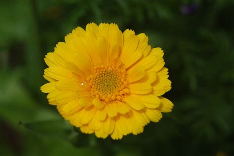 Marigold, flower, yellow, garden, nature - free image from needpix.com