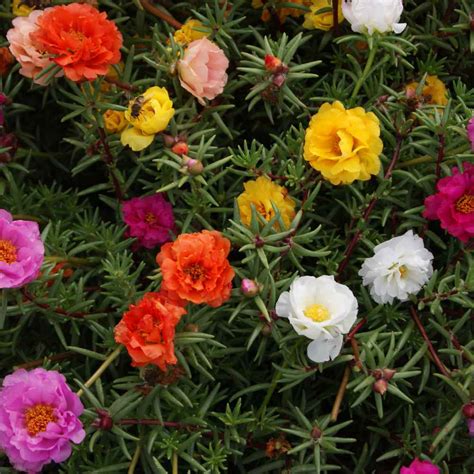 Portulaca Grandiflora Ground Cover