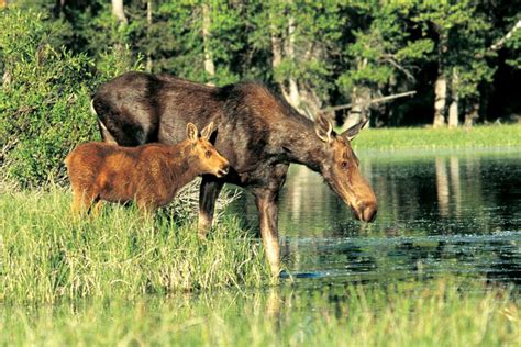 Grand Teton National Park Wildlife Spotting - Jackson Hole Traveler