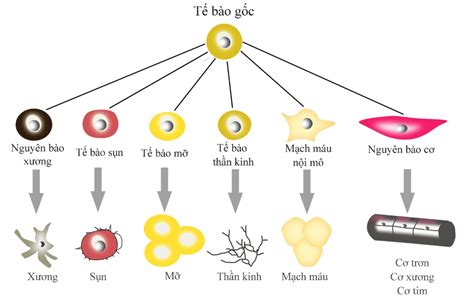 Ứng dụng tế bào gốc điều trị ung thư - BIOMEDIC JSC - Reliable value