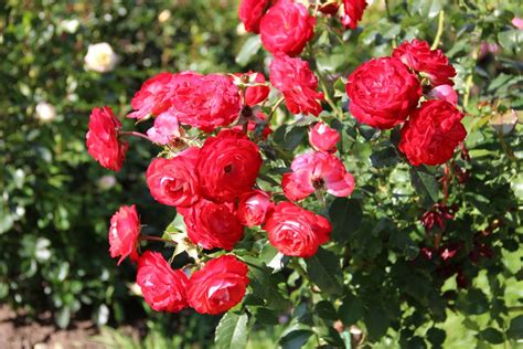 Free Images : nature, red rose, shrub, floribunda, pink flower, summer ...