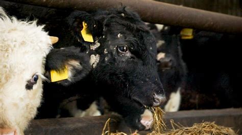 Why are my cattle developing ringworm during housing? - Agriland.ie