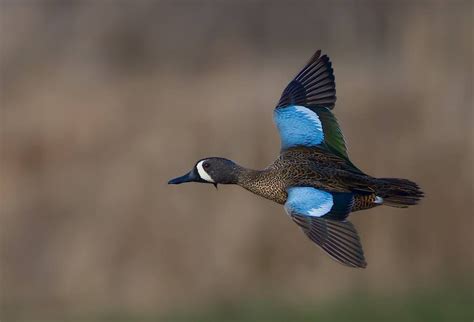 Blue- winged teal | Blue winged teal, Waterfowl taxidermy, Teal duck