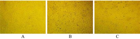 Changes in MCF-7 cell morphology before and after sampling. A) control ...