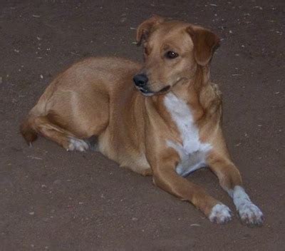 Africanis Dog Breed Information and Pictures