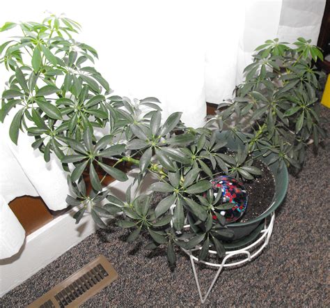 Umbrella Plant, Octopus Plant, Schefflera Are One In The Same