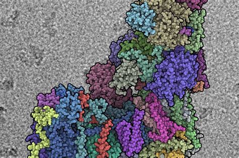 Structure of mammalian protein complex of respiratory chain solved at ...