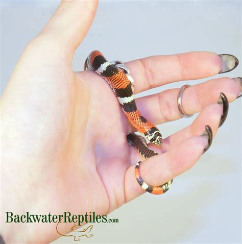 Backwater Reptiles (@BackwtrReptiles) | Twitter