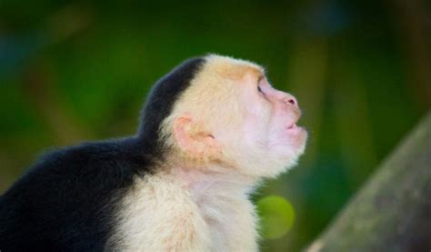 Baby Spider Monkey Facts, Habitat and Diet