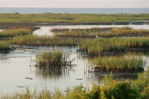 Marshland, Ireland landscape, Landscape