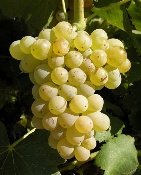 White Garnacha grape variety - Complete Gardering