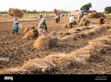 Indian farm workers harvesting the rice crop. Andhra Pradesh, India ...