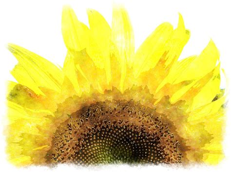 Sunflower Watercolor Wallpapers - Top Free Sunflower Watercolor Backgrounds - WallpaperAccess