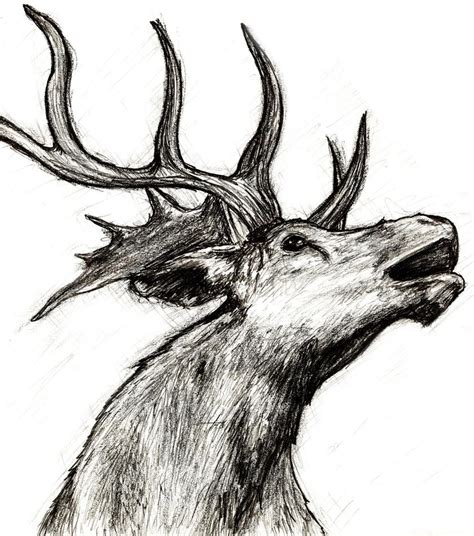 Elk Sketch by smlampe on DeviantArt