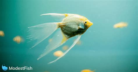 Aquarium Fish Disease Guide: Symptoms & Treatments