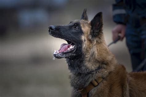 10 Popular Dog Breeds Used In Police K9 Work | Tactical Police K9 Training