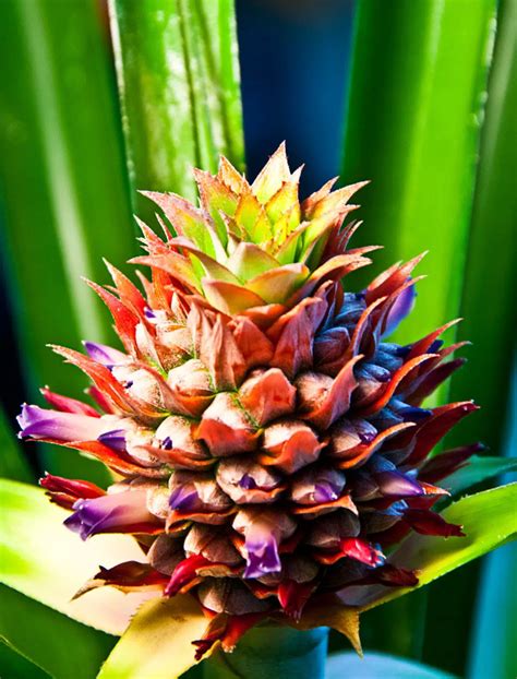 Flowering pineapple - Tropics @Home